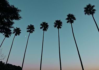 Night Palm Trees