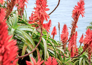 Sunbird feeding in Aloe