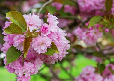 Blooming Tree Branches Wit