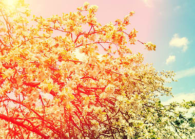 Apple April Background Bea