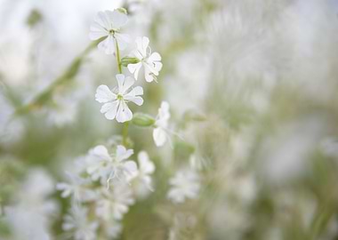 white bokeh 2