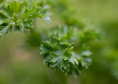 portrait of the parsley