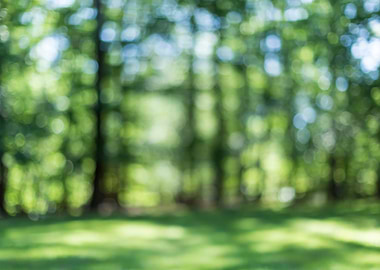 Abstract Blurred Spring Fo