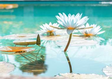 Lily Lotus white Flower