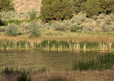 Image Picture Background