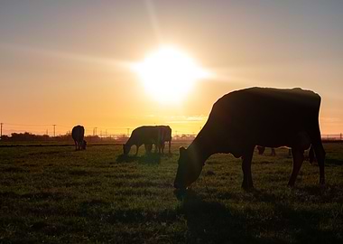 Feeding at Sunrise