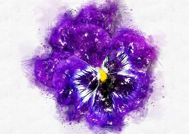 pansy watercolor