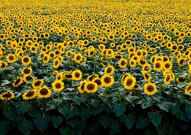 Sunflowers