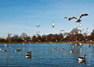 Mallard Seagull Duck Bi