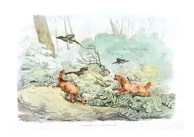 dogs chasing pheasants