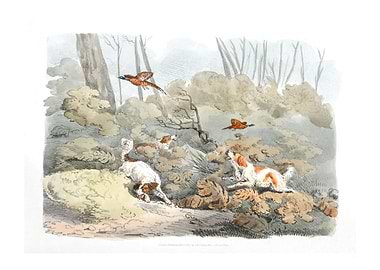 dogs chasing pheasants