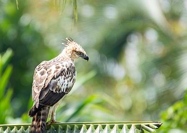 Brahminy kite
