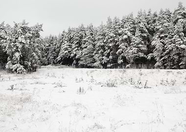 Winter Scene With HoarFros