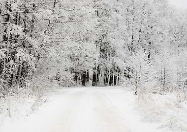 Winter Scene Road And Fore