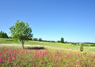 Classic Rural Landscape Fl