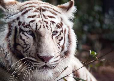 White Bengal tiger