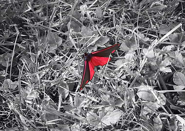 Butterfly Red