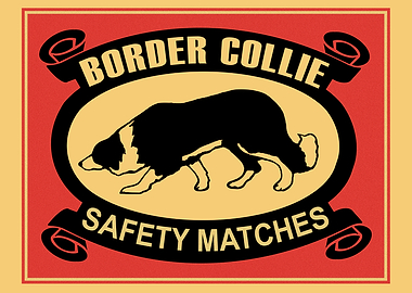 The Border Collie