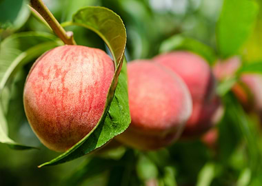 Ripe peaches fruits