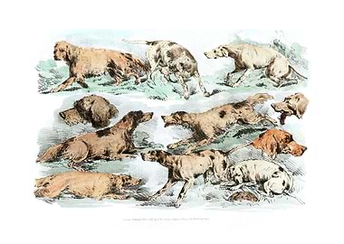 Illustration of hounds
