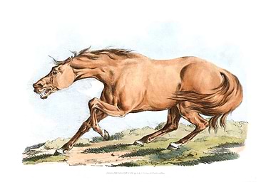 light brown horse