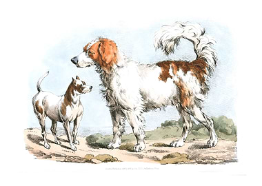 two hunting dogs