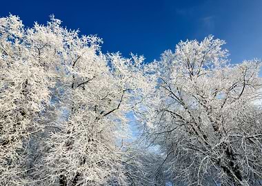 HoarFrost On Trees In Wint
