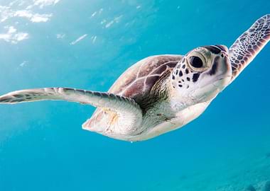 Swimming Turtle