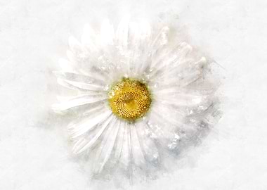 chamomile watercolor