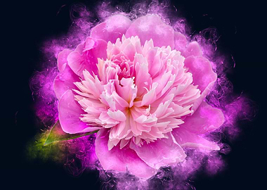 pink peony smoky
