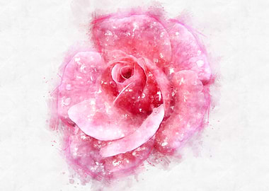 pink rose watercolor