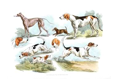 hunting dogs