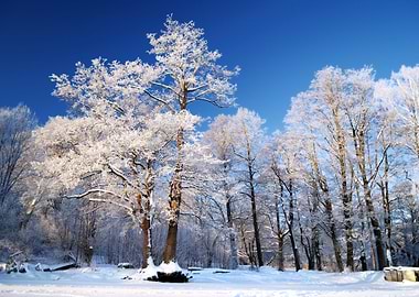 Cold Winter Snow Landscape
