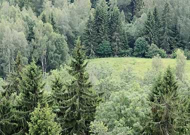 Area Autumn Background Bee
