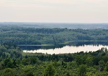 Area Autumn Background Bee