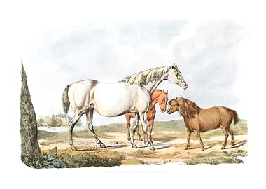 two horses and a pony