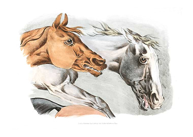 white and brown horses