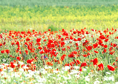 Flower Field Poppy Red Nat