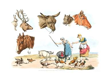 feeding domestic birds