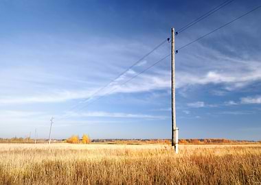 Cereal Field Agriculture C