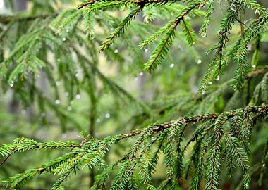 Pine Tree CloseUp