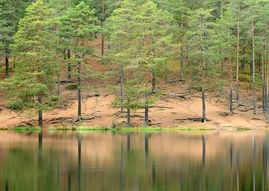 Forest Trees Tree Green La