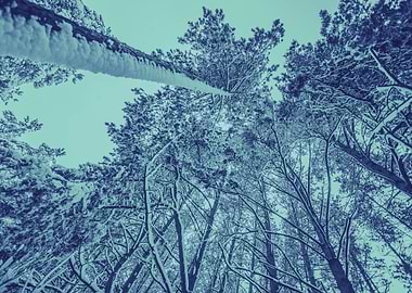 Pine Winter Blue Sunlight