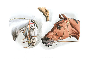white and brown horses