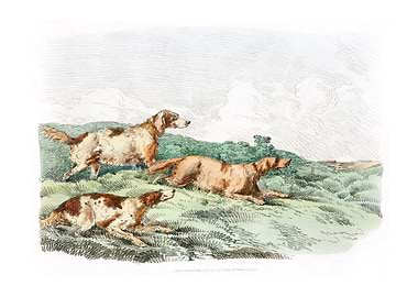 Illustration of hounds