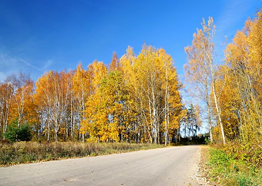 Country Road In Fall Seaso