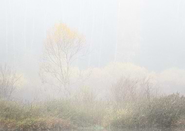 Silhouettes Of Trees In Fo