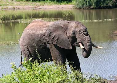 elephant