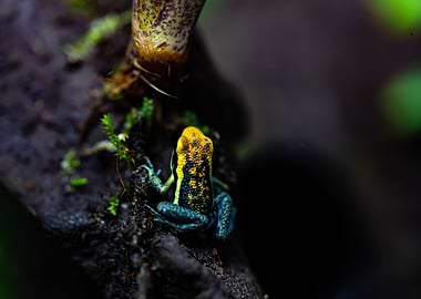 Jeune Ameerega Pepperi