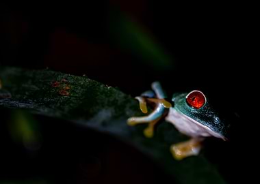Agalychnis callidryas